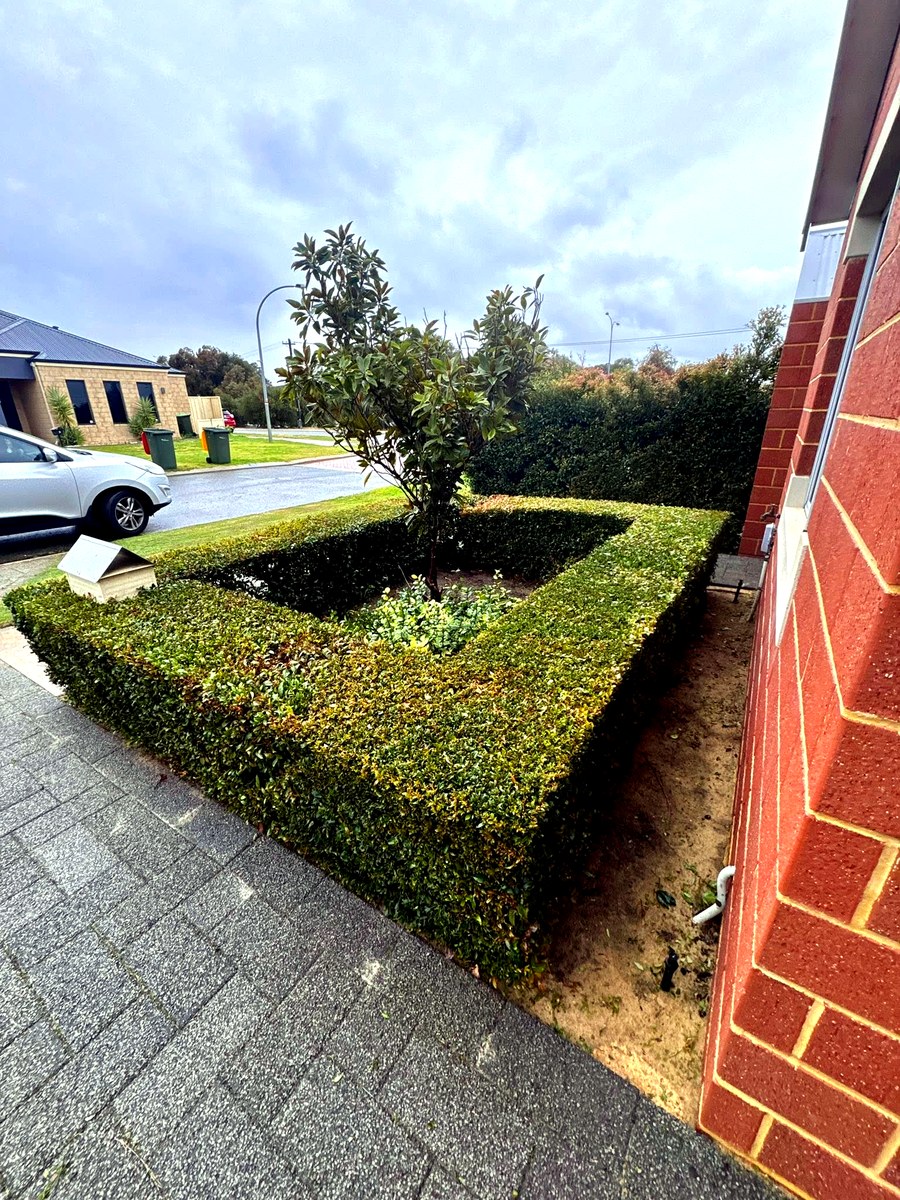 Hedge after trimming, sharp clean lines