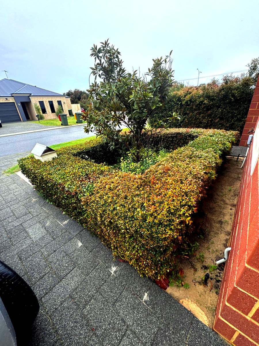 Hedge before trimming, overgrown and uneven